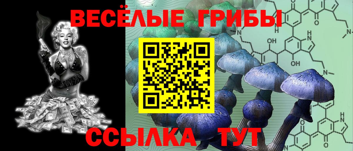 Майкоп  Псилоцибиновые грибы Cubensis  Вход с VPN 